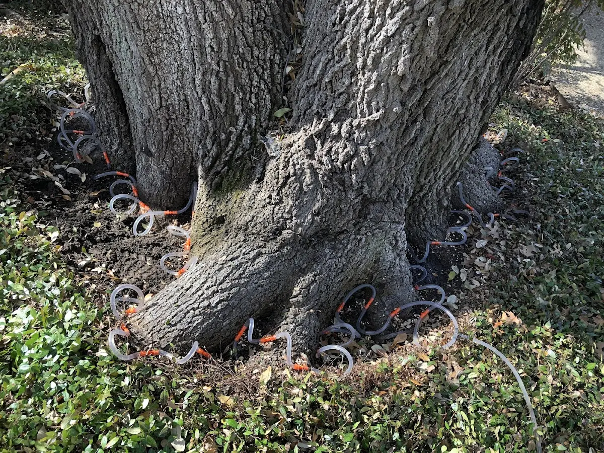 Detailed Tree Cabling and Bracing job site in Hartford