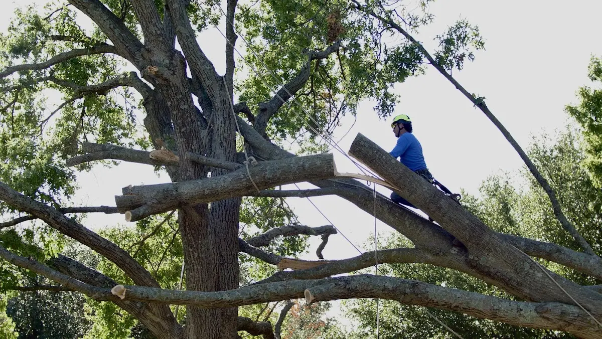 Professional Crown Thinning performed by certified arborists in Hartford